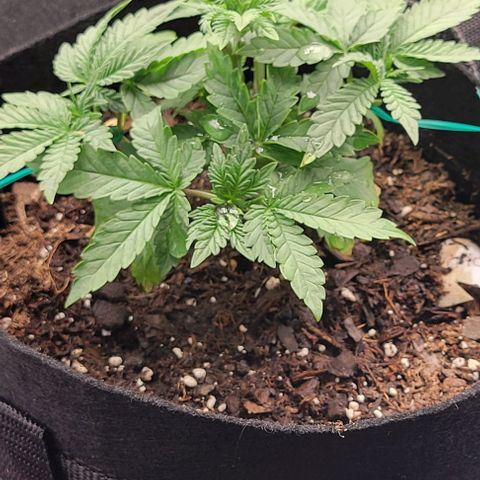 Shango church growlog photo: Just filling out my lil indica 