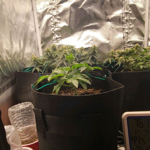 Shango church growlog photo: Just filling out my lil indica 