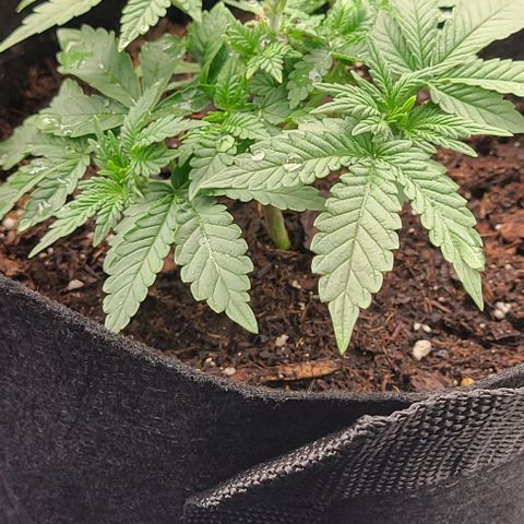 Shango church growlog photo: Just filling out my lil indica 