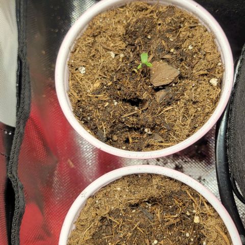 GREAT UNKNOWN  growlog photo: Starting indoor with my girls than at 2" they move out lol