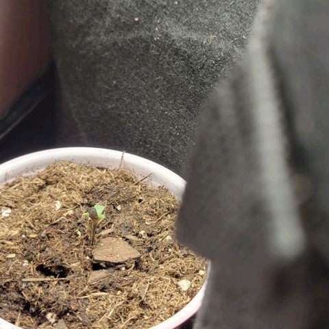 GREAT UNKNOWN  growlog photo: Starting indoor with my girls than at 2" they move out lol