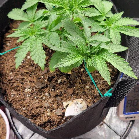 Shango church growlog photo: Shango church is a bush lol mustard plug and Susan gonna be busy as fuck 