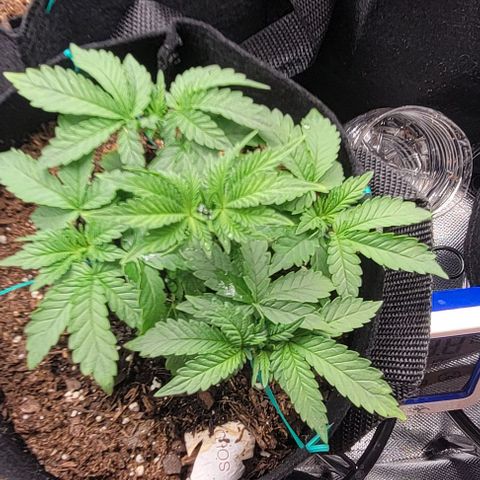 Shango church growlog photo: Shango church is a bush lol mustard plug and Susan gonna be busy as fuck 