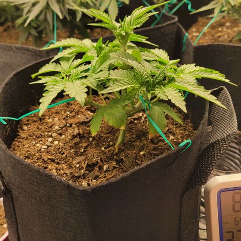 Shango church growlog photo: Shango church is a bush lol mustard plug and Susan gonna be busy as fuck 