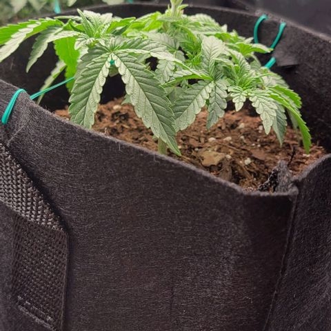 Shango church growlog photo: Shango church is a bush lol mustard plug and Susan gonna be busy as fuck 