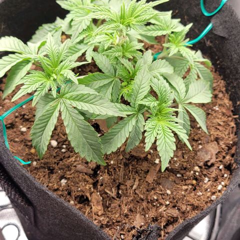 Shango church growlog photo: Shango church is a bush lol mustard plug and Susan gonna be busy as fuck 
