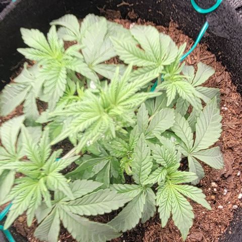 Shango church growlog photo: Shango church is a bush lol mustard plug and Susan gonna be busy as fuck 