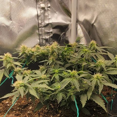 Chocolate mints og auto growlog photo: Choco and Doro are loving their 18 hr light cycle starting to plump up 
