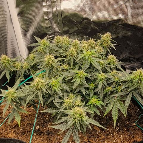 Chocolate mints og auto growlog photo: Choco and Doro are loving their 18 hr light cycle starting to plump up 