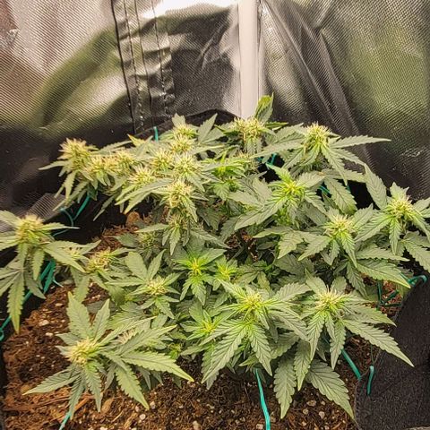Chocolate mints og auto growlog photo: Choco and Doro are loving their 18 hr light cycle starting to plump up 