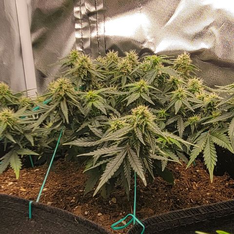 Chocolate mints og auto growlog photo: Choco and Doro are loving their 18 hr light cycle starting to plump up 