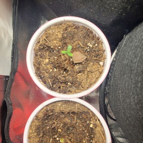 GREAT UNKNOWN  growlog photo: They start to stand
