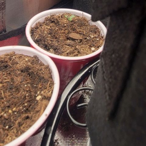 GREAT UNKNOWN  growlog photo: They start to stand