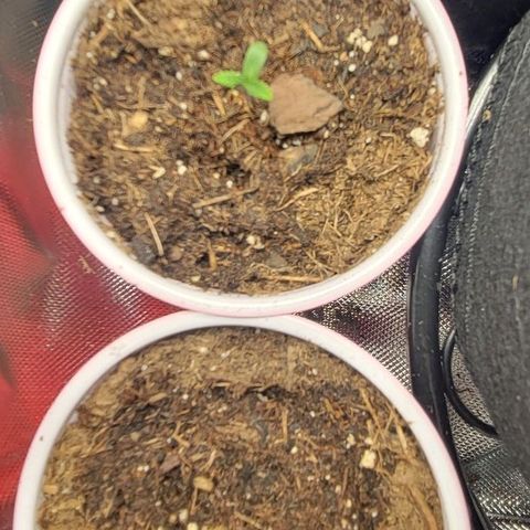 GREAT UNKNOWN  growlog photo: They start to stand