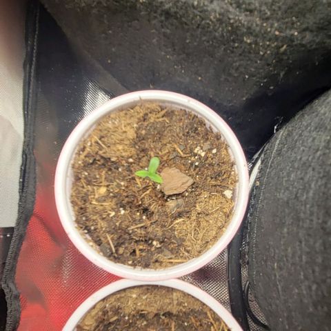 GREAT UNKNOWN  growlog photo: They start to stand