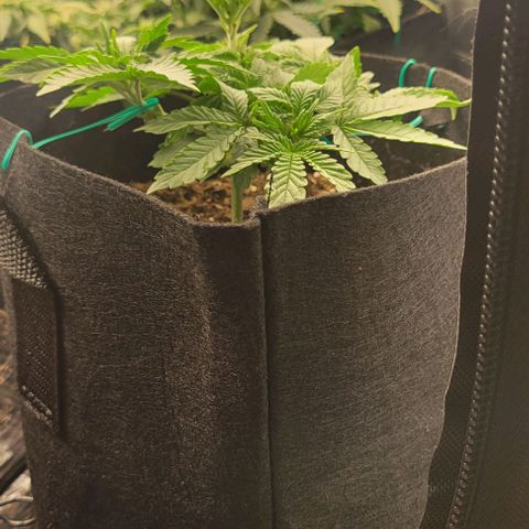 Shango church growlog photo: These girls are just keeping pace with eachother like clock work. It's beautiful 😍 