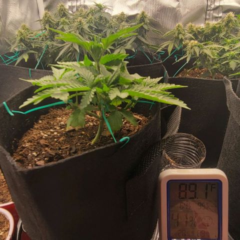 Shango church growlog photo: These girls are just keeping pace with eachother like clock work. It's beautiful 😍 