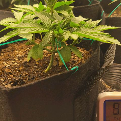 Shango church growlog photo: These girls are just keeping pace with eachother like clock work. It's beautiful 😍 