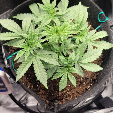 Shango church growlog photo: These girls are just keeping pace with eachother like clock work. It's beautiful 😍 