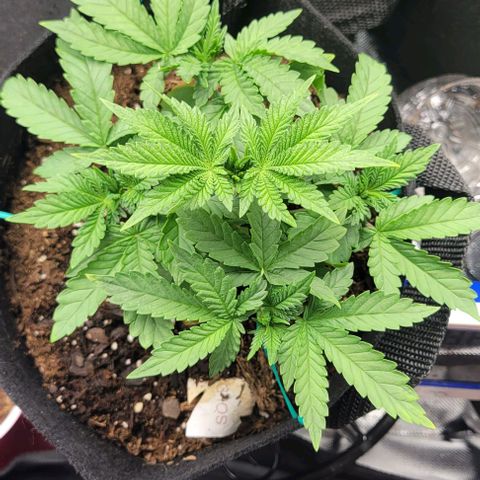 Shango church growlog photo: These girls are just keeping pace with eachother like clock work. It's beautiful 😍 