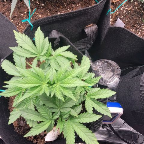 Shango church growlog photo: These girls are just keeping pace with eachother like clock work. It's beautiful 😍 