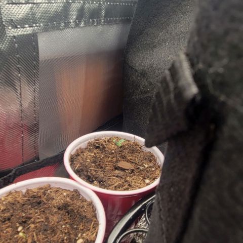 GREAT UNKNOWN  growlog photo: They start to stand