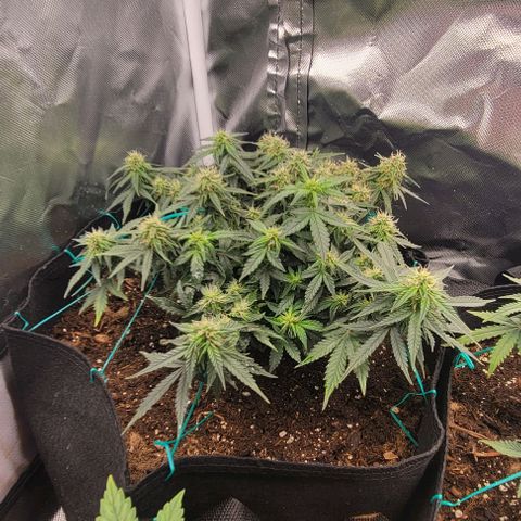 Chocolate mints og auto growlog photo: Choco and Doro in veg 18 on 6 off