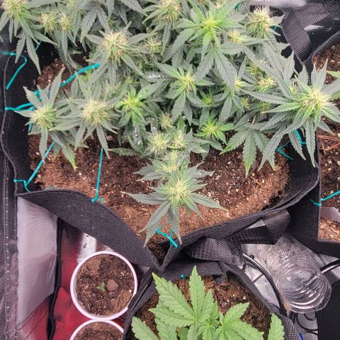 Chocolate mints og auto growlog photo: Choco and Doro in veg 18 on 6 off