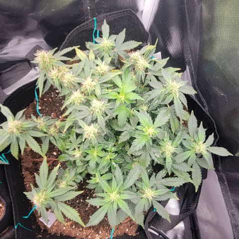 Chocolate mints og auto growlog photo: Choco and Doro in veg 18 on 6 off