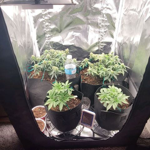 Chocolate mints og auto growlog photo: Choco and Doro in veg 18 on 6 off
