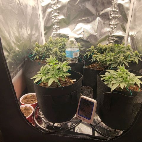 Chocolate mints og auto growlog photo: Choco and Doro in veg 18 on 6 off