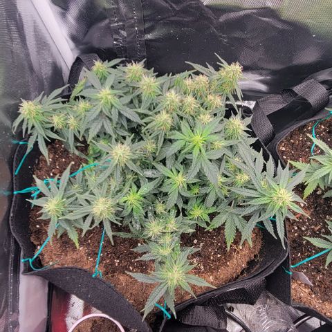 Chocolate mints og auto growlog photo: Choco and Doro in veg 18 on 6 off