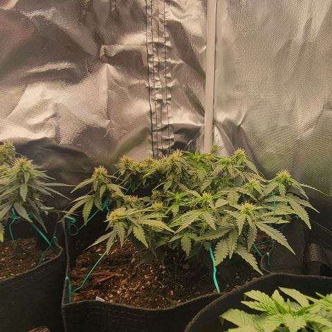 Chocolate mints og auto growlog photo: Choco and Doro in veg 18 on 6 off
