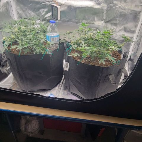 Chocolate mints og auto growlog photo: Lita and lope in flower 🌼 🌸 😍 on 12/12