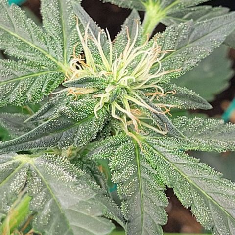 Chocolate mints og auto growlog photo: Lita and lope in flower 🌼 🌸 😍 on 12/12