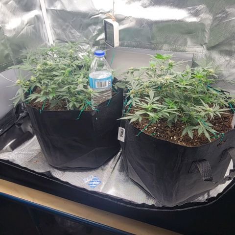 Chocolate mints og auto growlog photo: Lita and lope in flower 🌼 🌸 😍 on 12/12