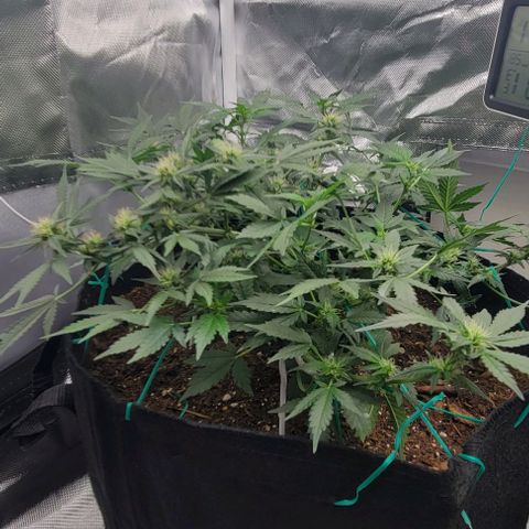 Chocolate mints og auto growlog photo: Lita and lope in flower 🌼 🌸 😍 on 12/12