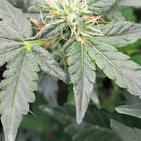 Chocolate mints og auto growlog photo: Lita and lope in flower 🌼 🌸 😍 on 12/12