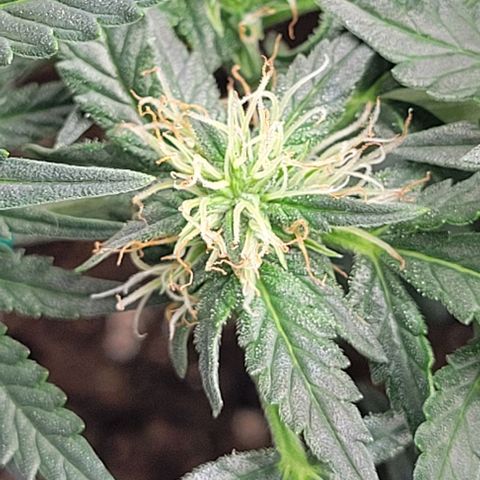 Chocolate mints og auto growlog photo: Lita and lope in flower 🌼 🌸 😍 on 12/12