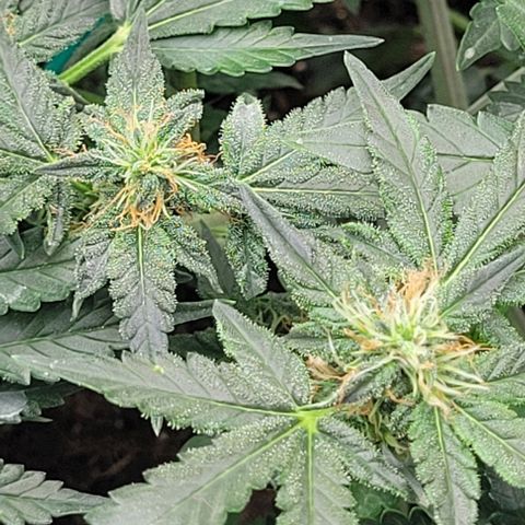 Chocolate mints og auto growlog photo: Lita and lope in flower 🌼 🌸 😍 on 12/12