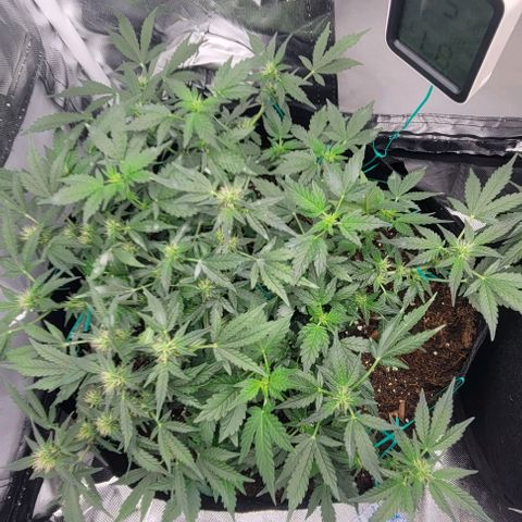 Chocolate mints og auto growlog photo: Lita and lope in flower 🌼 🌸 😍 on 12/12