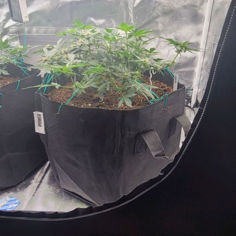 Chocolate mints og auto growlog photo: Lita and lope in flower 🌼 🌸 😍 on 12/12