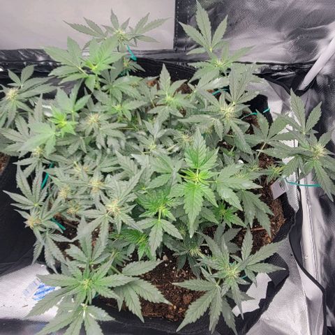 Chocolate mints og auto growlog photo: Lita and lope in flower 🌼 🌸 😍 on 12/12