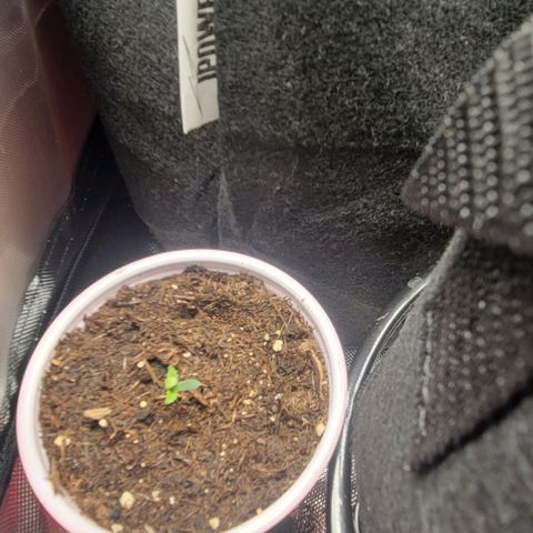 GREAT UNKNOWN  growlog photo: Poppers