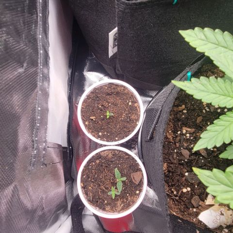 GREAT UNKNOWN  growlog photo: Poppers