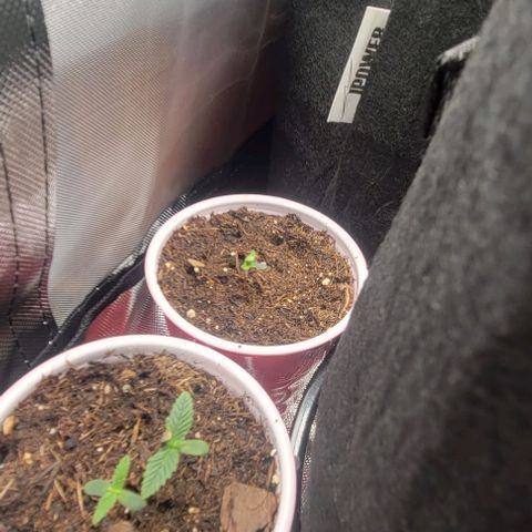 GREAT UNKNOWN  growlog photo: Poppers