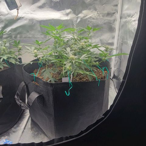 Chocolate mints og auto growlog photo: Lita and lope after and before trim