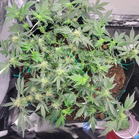 Chocolate mints og auto growlog photo: Lita and lope after and before trim