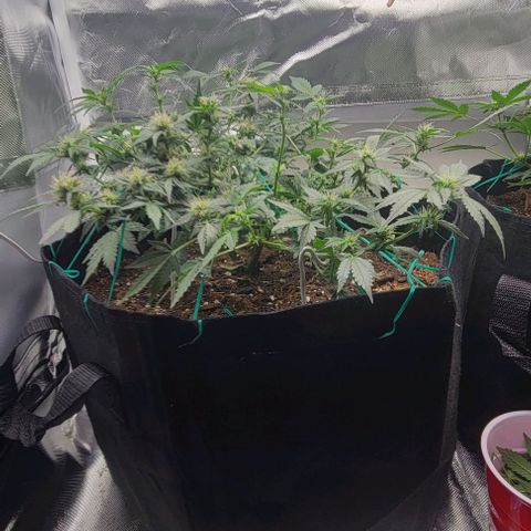 Chocolate mints og auto growlog photo: Lita and lope after and before trim