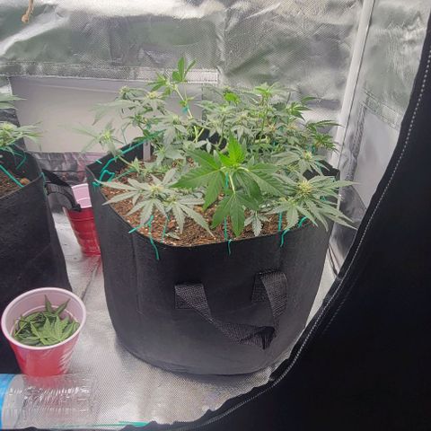 Chocolate mints og auto growlog photo: Lita and lope after and before trim